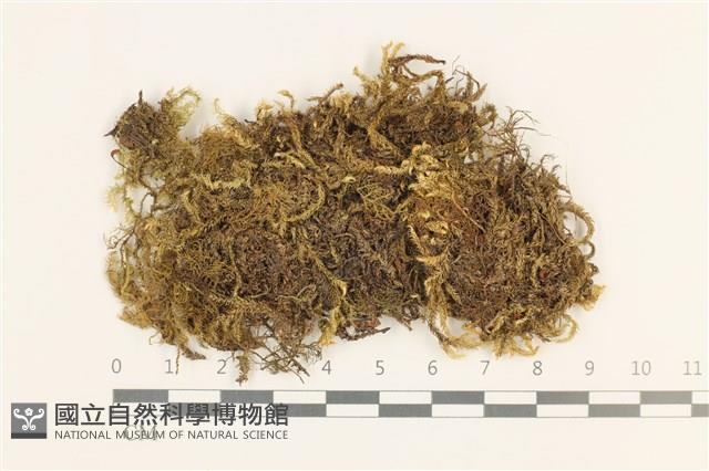 三角葉護蒴苔藏品圖，第1張