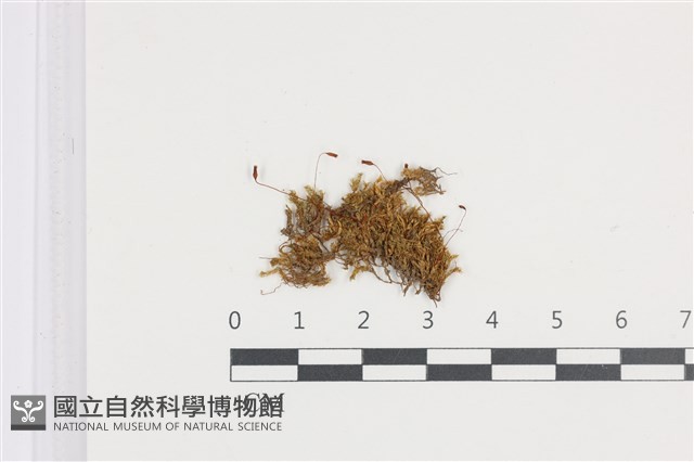 登錄號:B00005085藏品圖，第1張
