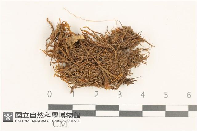 鈍葉美葉蘚藏品圖，第1張