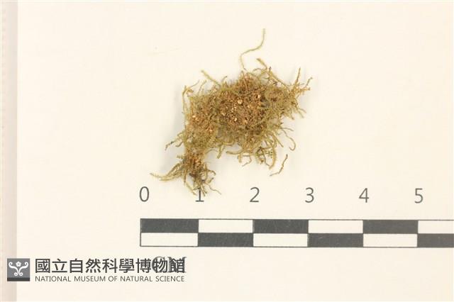 淡色裂萼苔藏品圖，第1張