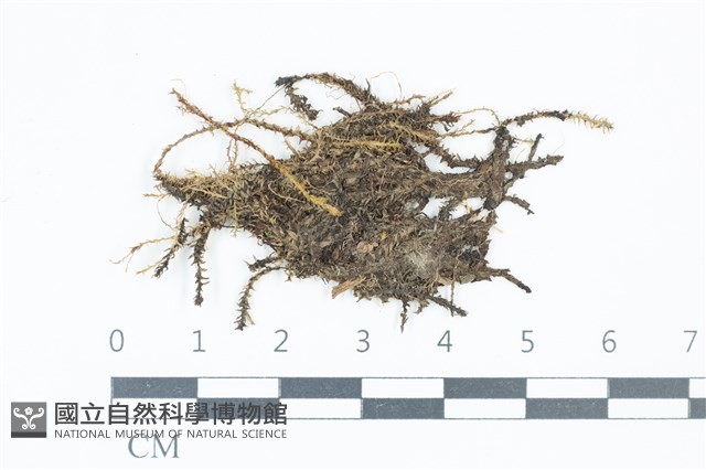 登錄號:B00010185藏品圖，第1張