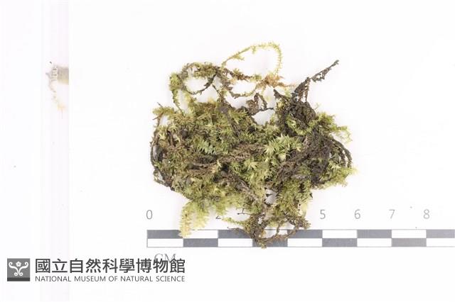 登錄號:B00000185藏品圖，第1張