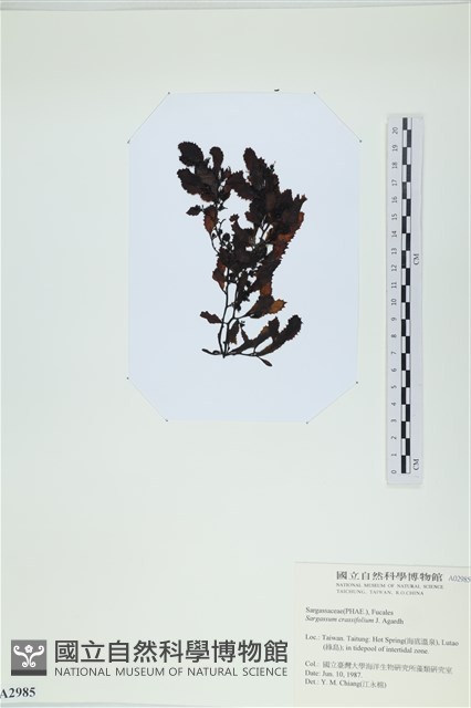 厚葉馬尾藻藏品圖，第3張