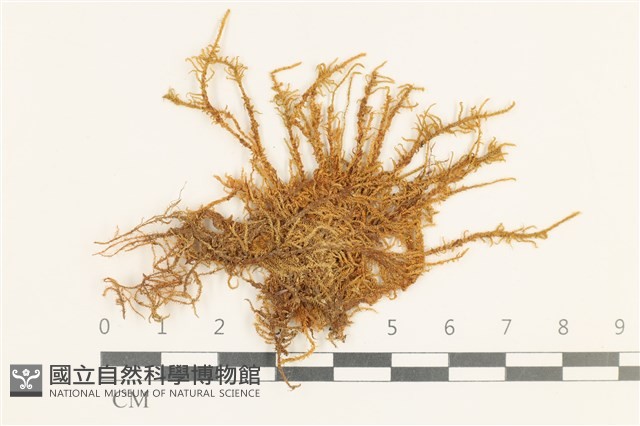 登錄號:B00005985藏品圖，第1張