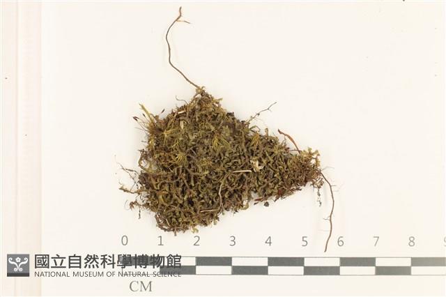 登錄號:B00010985藏品圖，第1張