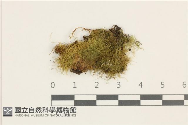 柳葉反齒蘚藏品圖，第1張