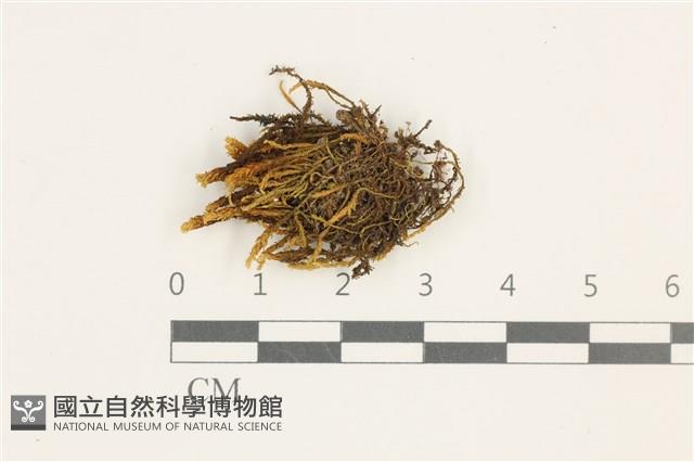 登錄號:B00011885藏品圖，第1張