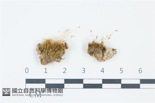偏葉小曲尾蘚藏品圖，第1張