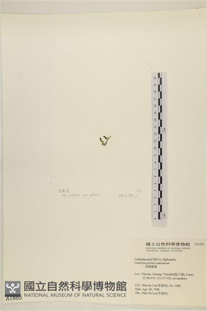 盾葉蕨藻藏品圖，第3張