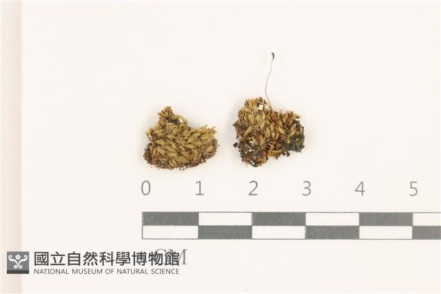 登錄號:B00006031藏品圖，第1張