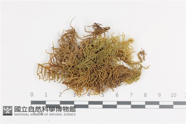 登錄號:B00014031藏品圖，第1張