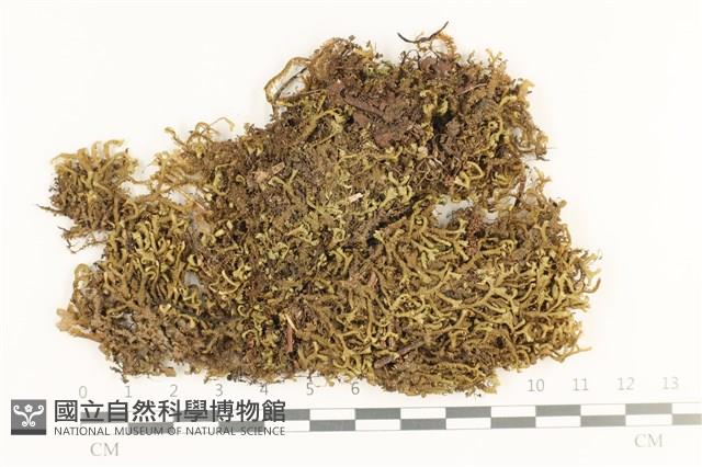 鞭苔,三裂鞭苔藏品圖，第1張