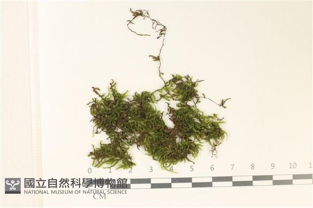 細葉櫛葉蘚, 毛葉梳蘚藏品圖，第1張