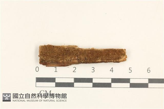 短瓣大萼苔藏品圖，第1張