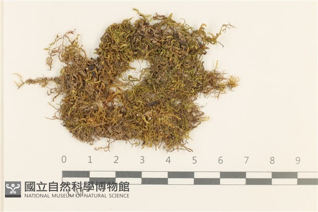登錄號:B00008931藏品圖，第1張