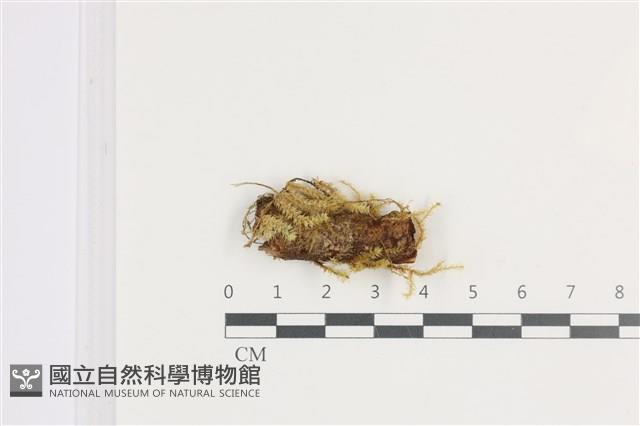 登錄號:B00011931藏品圖，第1張