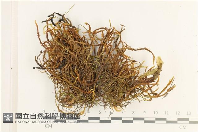 登錄號:B00012831藏品圖，第1張