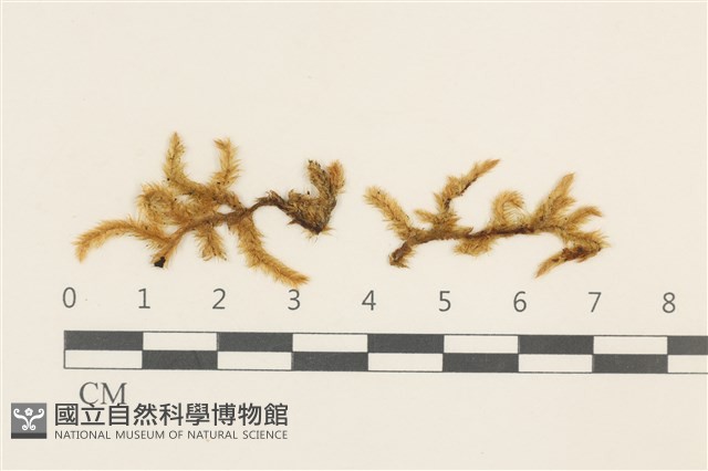 登錄號:B00008831藏品圖，第1張