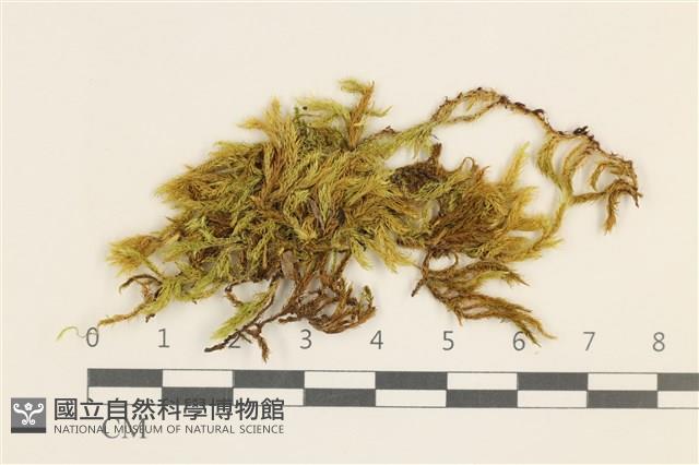 登錄號:B00015831藏品圖，第1張