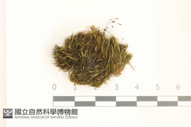 登錄號:B00005831藏品圖，第1張