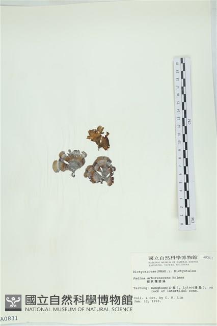 樹狀團扇藻藏品圖，第3張