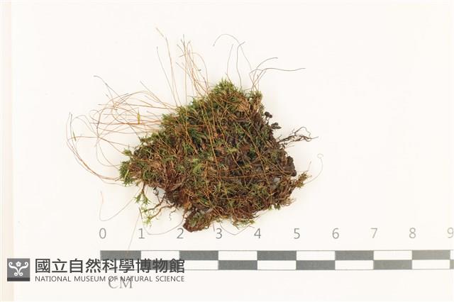 寬葉短月蘚藏品圖，第1張