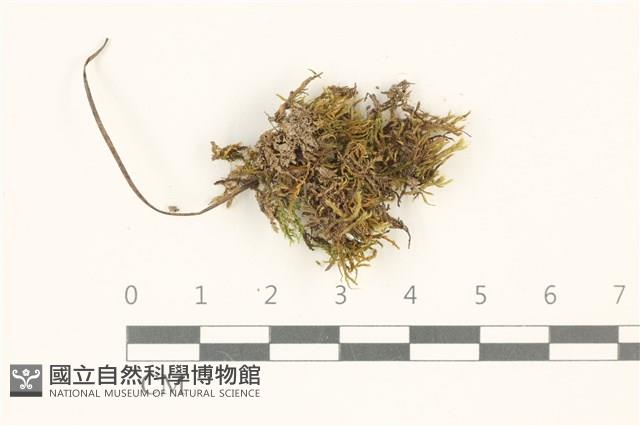 登錄號:B00013251藏品圖，第1張