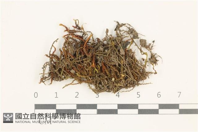 小牛舌蘚藏品圖，第1張