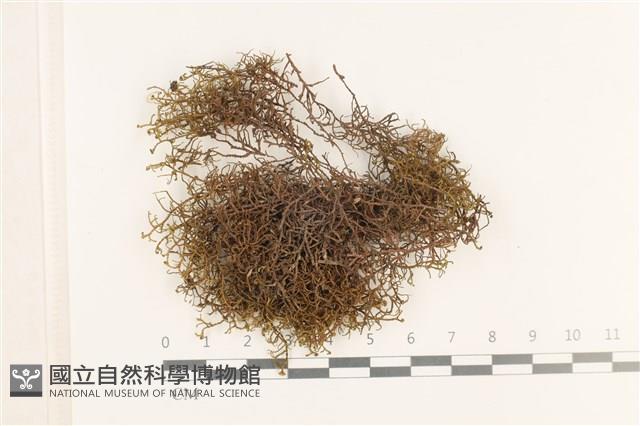 登錄號:B00001051藏品圖，第1張