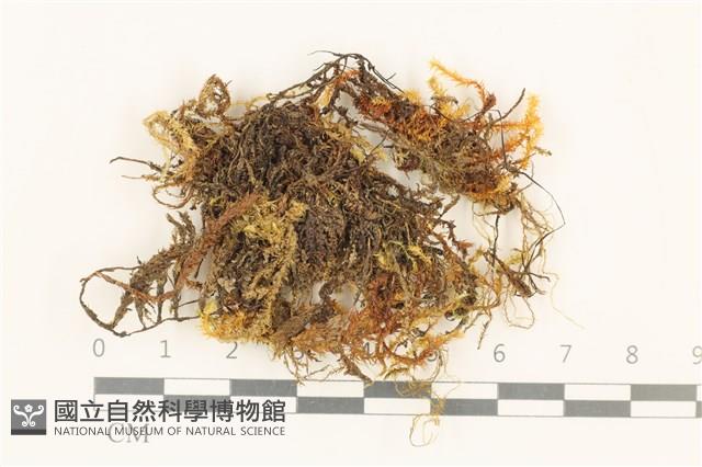 登錄號:B00003051藏品圖，第1張