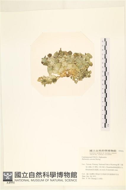 登錄號:A00004951藏品圖，第3張