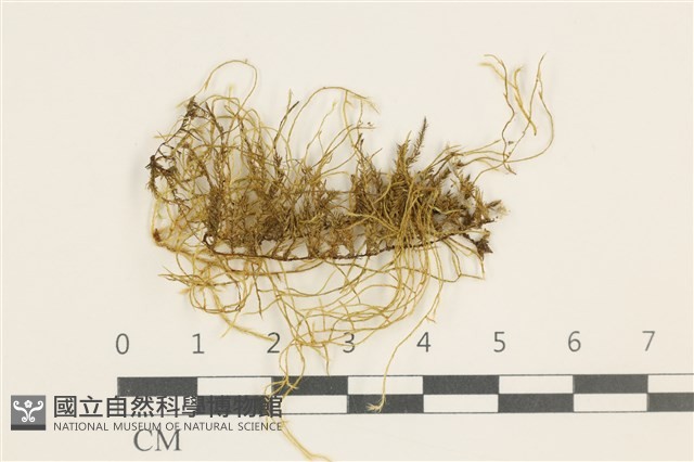 鞭枝懸蘚藏品圖，第1張