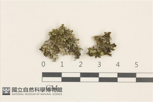 壺苞苔藏品圖，第1張