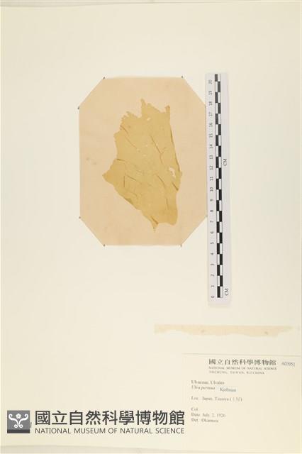 石蓴藏品圖，第3張