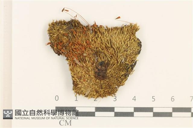 黃色真蘚藏品圖，第1張