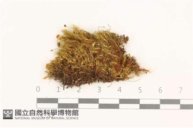 直葉珠蘚藏品圖，第1張