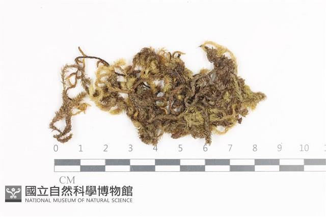 毛扭蘚藏品圖，第1張