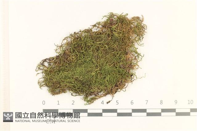 短尖燕尾蘚藏品圖，第1張