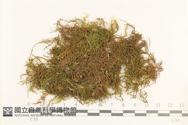 登錄號:B00003221藏品圖，第1張