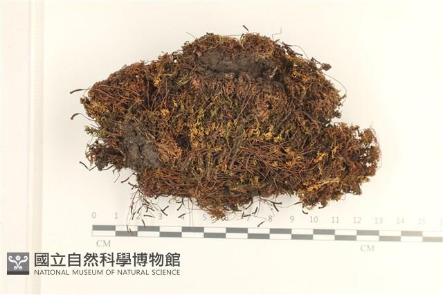 卷葉仙鶴蘚藏品圖，第1張