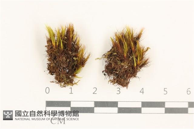 登錄號:B00021121藏品圖，第1張