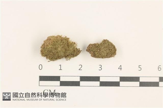 小睫毛苔藏品圖，第1張