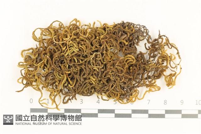 登錄號:B00002921藏品圖，第1張