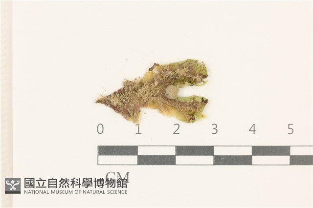 蛇苔藏品圖，第1張