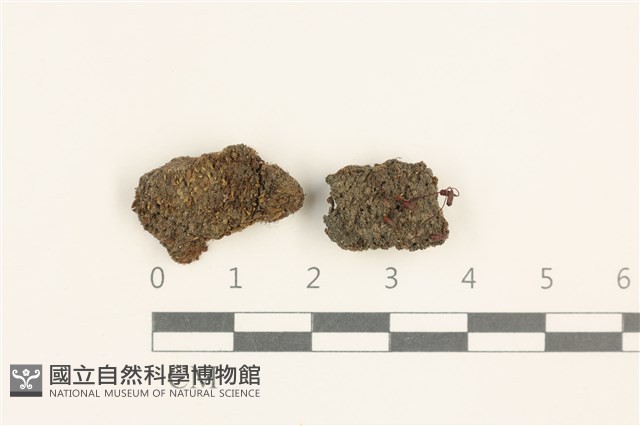 登錄號:B00004921藏品圖，第1張