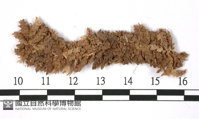 瘤壁泥炭蘚藏品圖，第1張