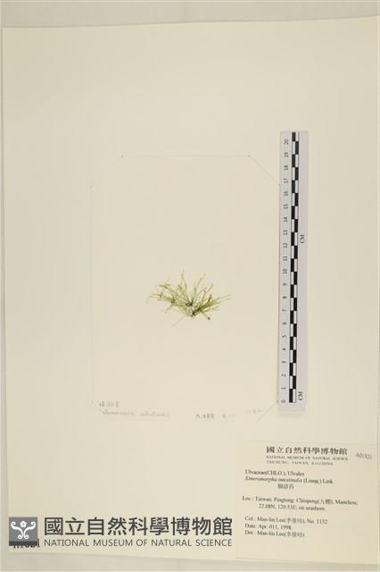 腸滸苔, 河石髮藏品圖，第3張