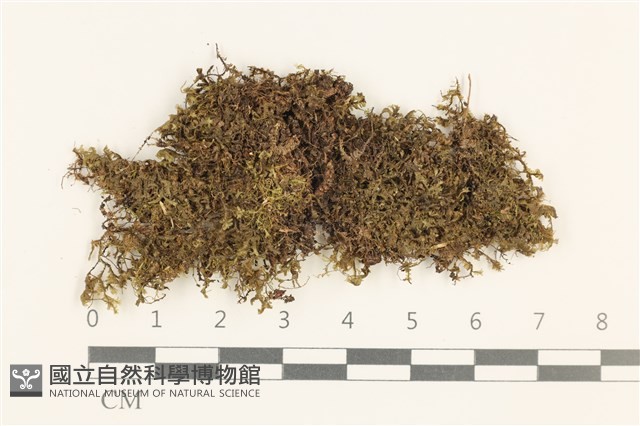 登錄號:B00010921藏品圖，第1張