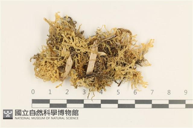 毛擬叉苔藏品圖，第1張