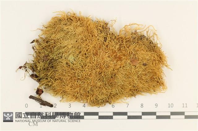 燕尾蘚藏品圖，第1張